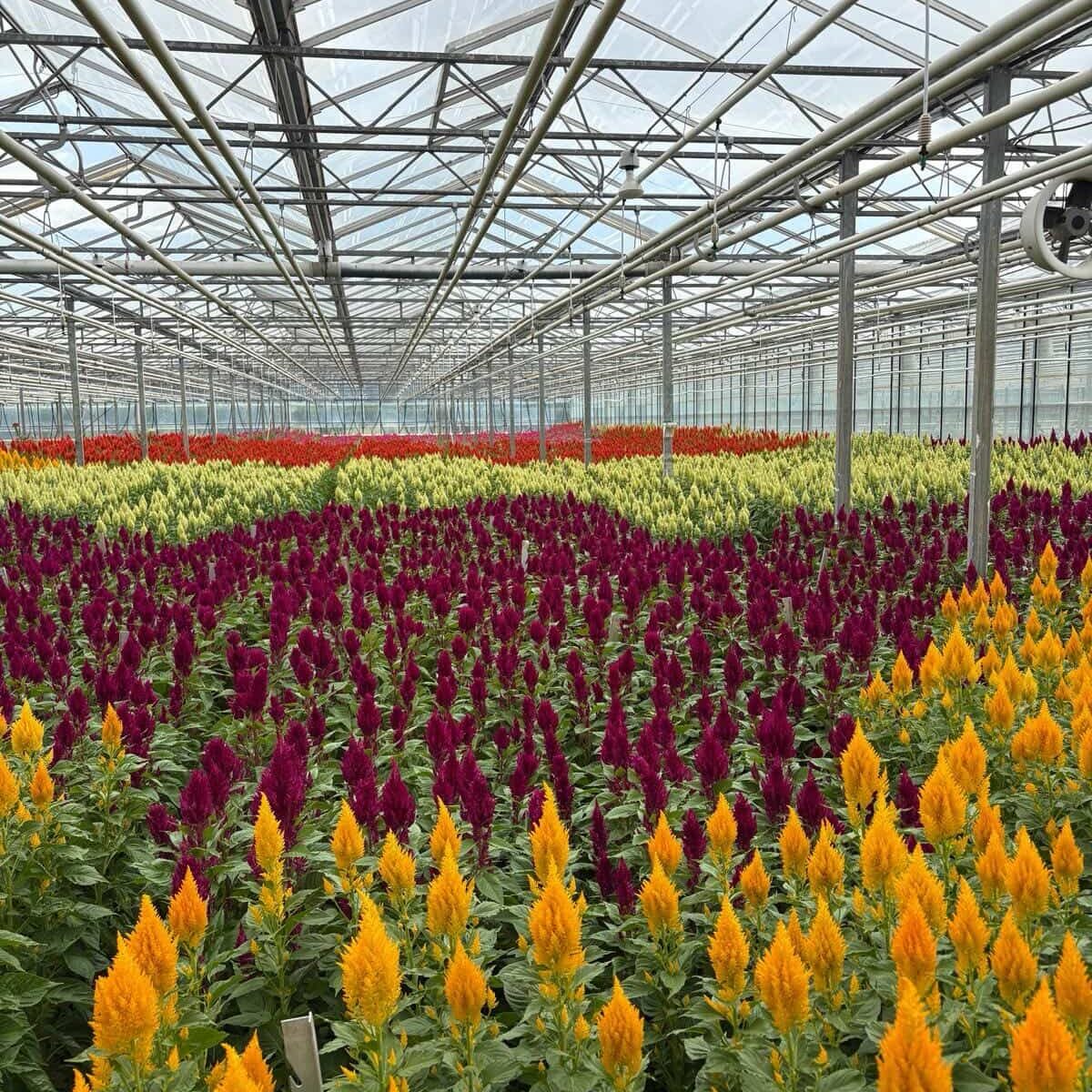 650966540_3200233743498052_3681044708162146187_n