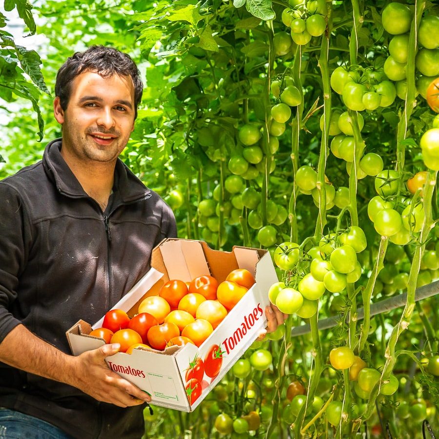 Boer Carlos Jansen - tomaten