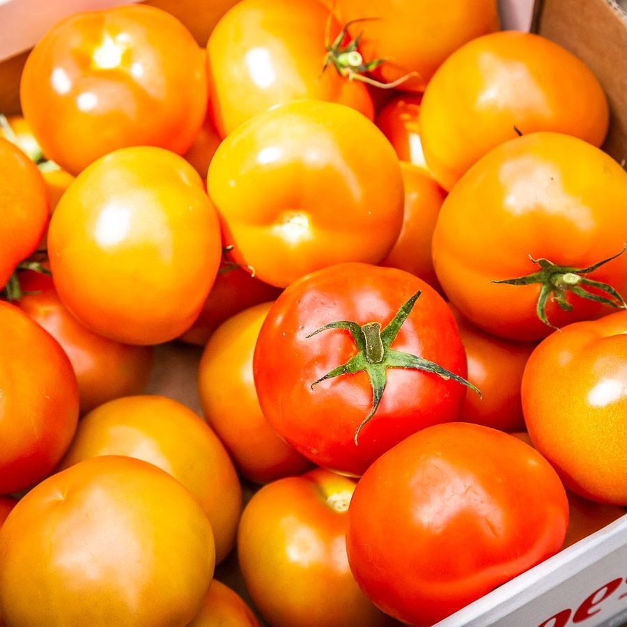 Boer Carlos Jansen - tomaten