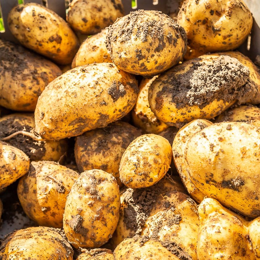 Boer Jan Knook - aardappelen